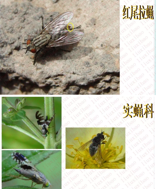 苍蝇- 灭苍蝇 - 绵阳金枪有害生物防治有限公司